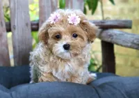 Jess - Tiny | Gentle & Laid-Back | A True Little Lap Baby, a female Maltipoo for sale in Ruston, LA – 3 of 4