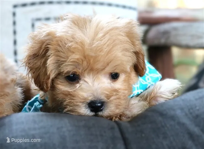 Grady – Maltipoo puppy for sale in Ruston, LA