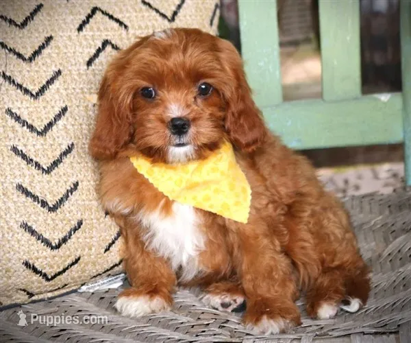 Knox – Cavapoo puppy for sale in Ruston, LA
