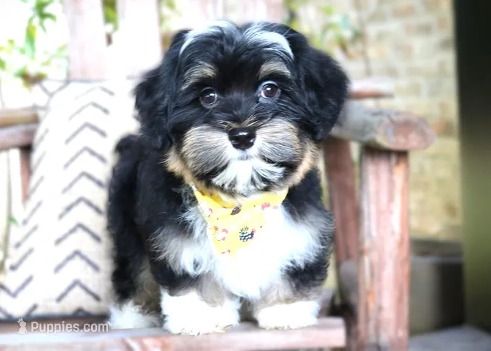 Clint Black – Havanese puppy for sale in Ruston, LA