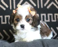 Jade, a female Cavalier King Charles Spaniel and Havanese for sale in Ruston, LA – 3 of 4