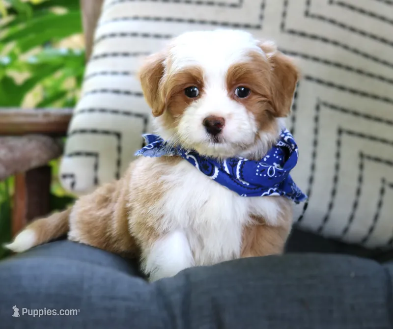 Luigi – Havanese puppy for sale in Ruston, LA