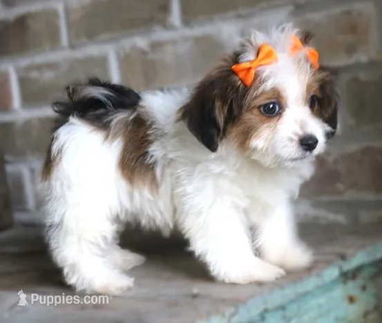 Lucy – Havanese puppy for sale in Ruston, LA