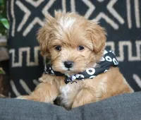 Rupert, a male Maltipoo for sale in Ruston, LA – 1 of 2