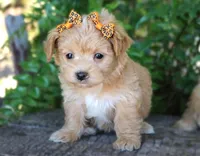 Zadie, a female Maltipoo for sale in Ruston, LA – 1 of 1
