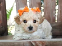Dottie, a female Maltipoo for sale in Ruston, LA – 2 of 2