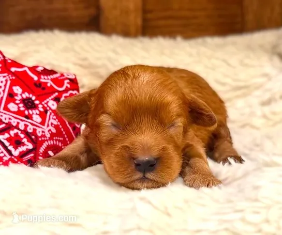 Riley **DARK RED** – Cavapoo puppy for sale in Ruston, LA
