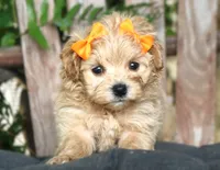 Roxy, a female Maltipoo for sale in Ruston, LA – 1 of 6