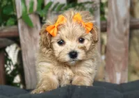 Roxy, a female Maltipoo for sale in Ruston, LA – 2 of 6