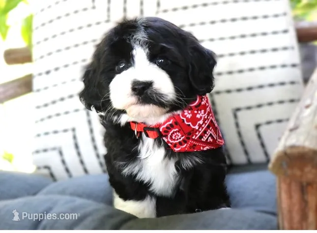 Ethan – Havanese puppy for sale in Ruston, LA