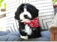 Ethan, a male Havanese for sale in Ruston, LA – 1 of 2
