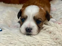 Sasha, a female Havanese for sale in Ruston, LA – 2 of 3
