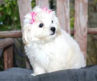Buttons, a female Maltipoo for sale in Ruston, LA – 2 of 4