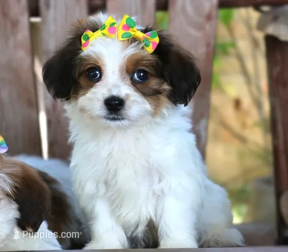 Lucy – Havanese puppy for sale in Ruston, LA