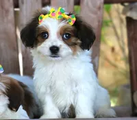 Lucy, a female Havanese for sale in Ruston, LA – 1 of 4