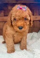Ruby, a female Cavapoo for sale in Ruston, LA – 1 of 1