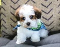 Willie Nelson, a male Havanese for sale in Ruston, LA – 2 of 2