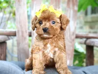 Rosie, a female Cavapoo for sale in Ruston, LA – 2 of 2