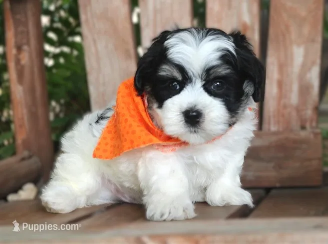 Tux – Havanese puppy for sale in Ruston, LA