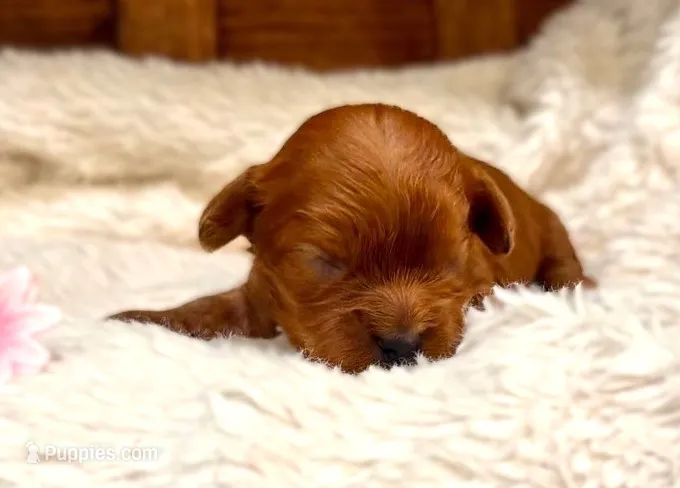 Rebel **DARK RED** – Cavapoo puppy for sale in Ruston, LA