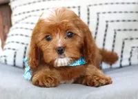 Phoenix, a male Cavapoo for sale in Ruston, LA – 2 of 2