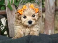 Roxy, a female Maltipoo for sale in Ruston, LA – 6 of 6