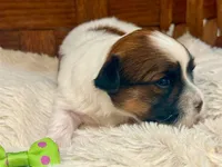 Sage, a female Havanese for sale in Ruston, LA – 2 of 3