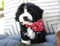Ethan, a male Havanese for sale in Ruston, LA – 2 of 2