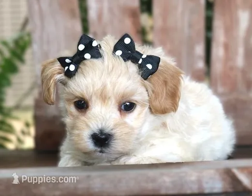 Daisy – Maltipoo puppy for sale in Ruston, LA