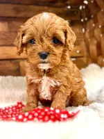 Kyper, a male Cavapoo for sale in Ruston, LA – Photo 2 of 2