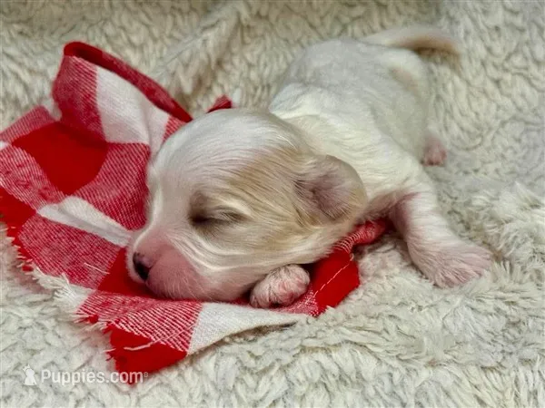 Mason – Cavachon puppy for sale in Ruston, LA