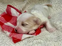 Mason, a male Cavachon for sale in Ruston, LA – 1 of 2