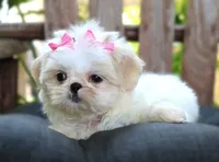 Lainey - Tiny | Outgoing & Affectionate | Loves Kids, a female Shih Tzu for sale in Ruston, LA – 2 of 2
