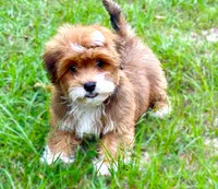 Mario, a male Havanese for sale in Ruston, LA – 1 of 2