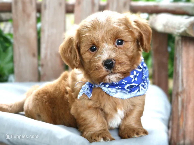 Meatloaf – Havanese puppy for sale in Ruston, LA