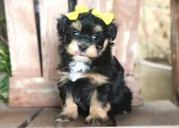 Flora Mae, a female Havanese for sale in Ruston, LA – 4 of 6