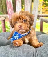 Alex, a male Havanese for sale in Ruston, LA – 3 of 3