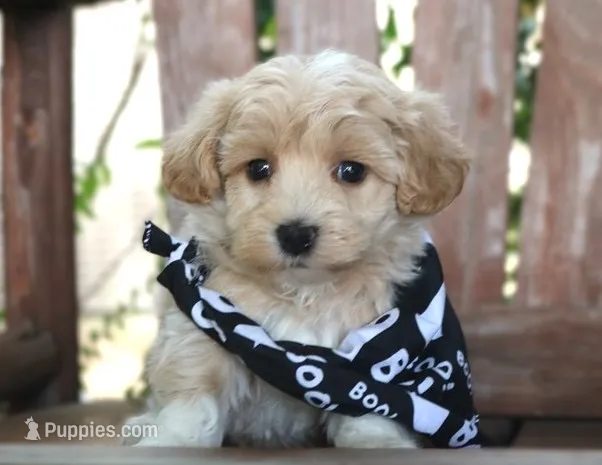 Dodge  – Maltipoo puppy for sale in Ruston, LA