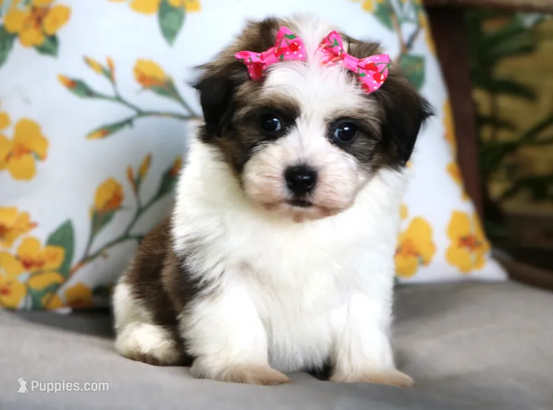 Ariel – Havanese puppy for sale in Ruston, LA