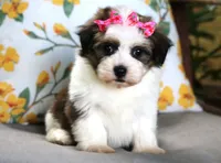 Ariel, a female Havanese for sale in Ruston, LA – 1 of 2
