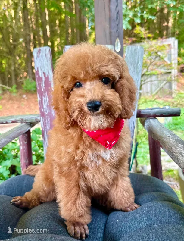 Rufus – Poodle - Miniature  puppy for sale in Ruston, LA