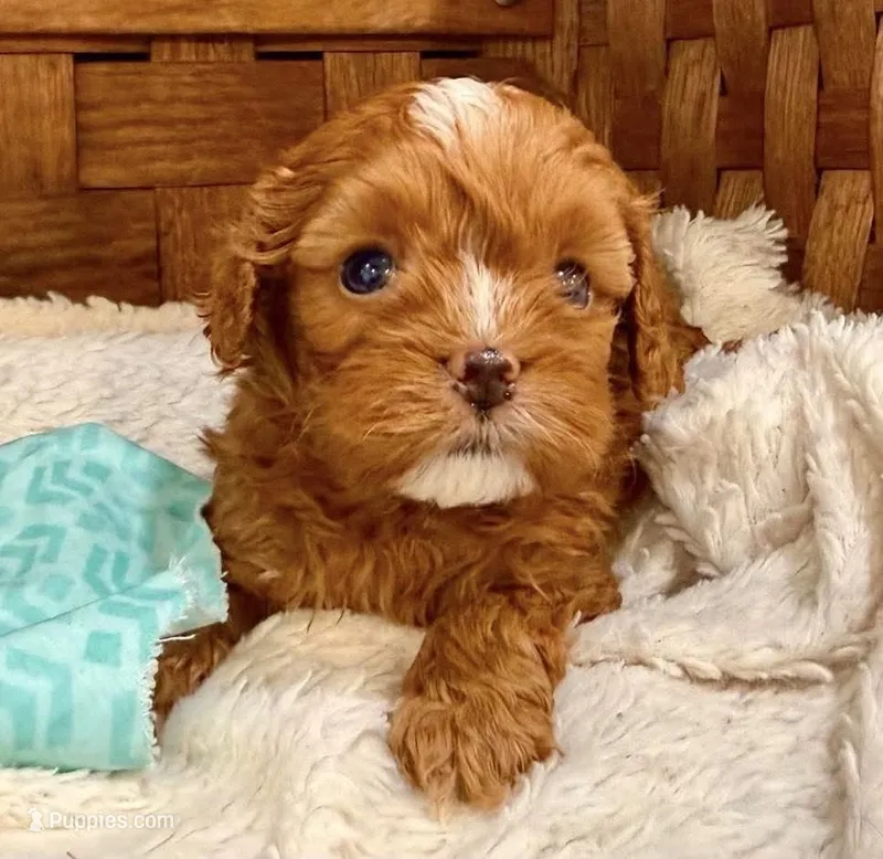 Phoenix – Cavapoo puppy for sale in Ruston, LA