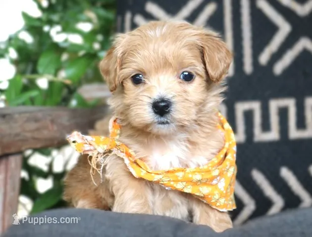 Roscoe – Maltipoo puppy for sale in Ruston, LA