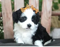 Pepper, a female Havanese for sale in Ruston, LA – 3 of 4