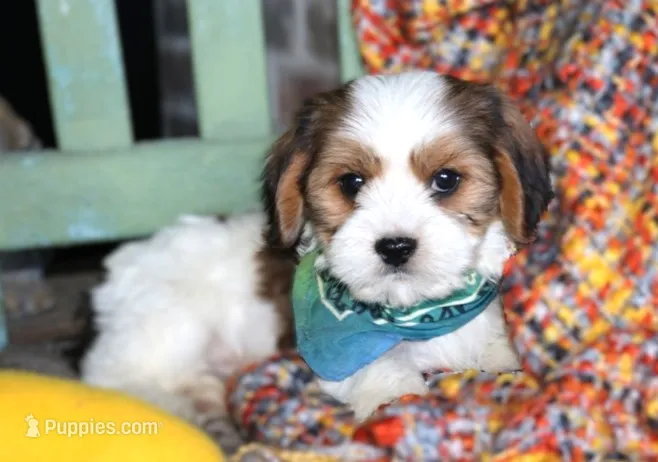 Jax – Cavalier King Charles Spaniel, Havanese puppy for sale in Ruston, LA