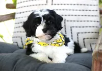 Elmo, a male Havanese for sale in Ruston, LA – 2 of 3