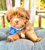 Alex, a male Havanese for sale in Ruston, LA – 2 of 3