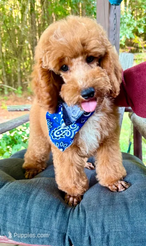 Roman – Poodle - Miniature  puppy for sale in Ruston, LA