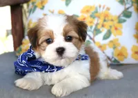 Teddy, a male Havanese for sale in Ruston, LA – 2 of 2