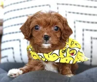 Knox, a male Cavapoo for sale in Ruston, LA – 3 of 5